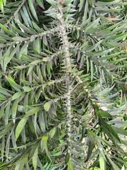 Nipaecoccus aurilanatus