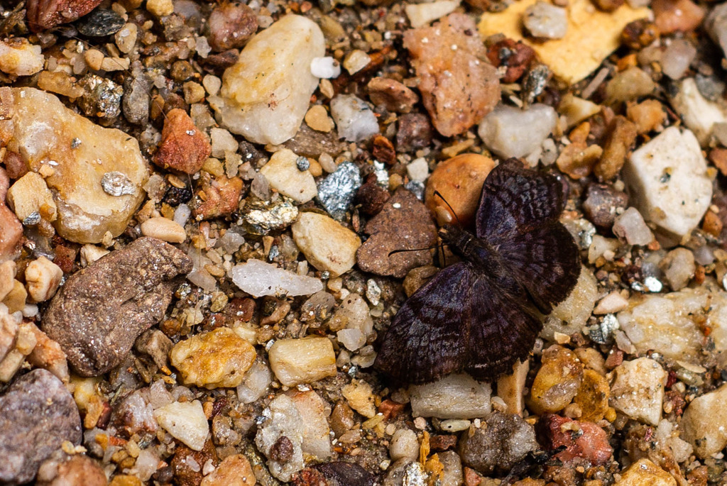 Cycloglypha polax