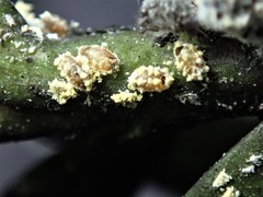 Nipaecoccus aurilanatus