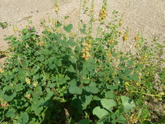Crotalaria
