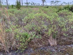 Hypericum edisonianum