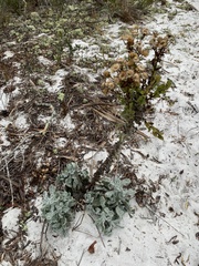 Chrysopsis highlandsensis