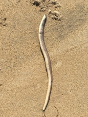 Thamnophis validus isabellae