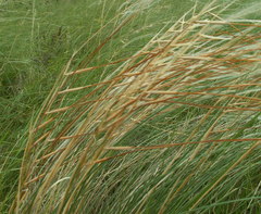 Stipa dasyphylla