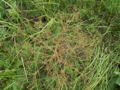Trinia multicaulis