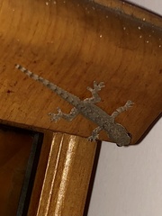 Hemidactylus platyurus