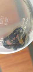 Atractus wagleri