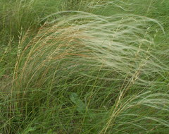 Stipa dasyphylla