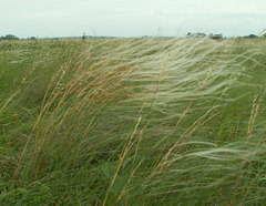 Stipa dasyphylla