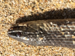 Thamnophis validus isabellae