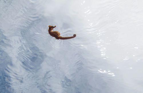Lined seahorse (Hippocampus erectus) — Syngnathidae — 3