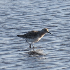 Calidris ferruginea