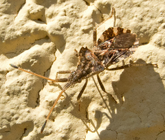 Centrocoris variegatus