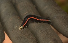Oraesia nobilis