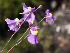 Utricularia welwitschii