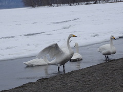 Cygnus cygnus