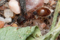 Meranoplus froggatti