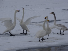 Cygnus cygnus