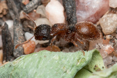 Meranoplus froggatti