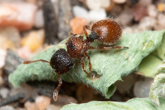 Meranoplus froggatti