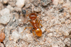 Pheidole rugosula