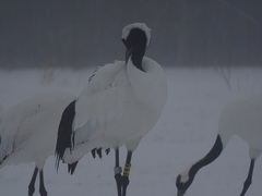 Grus japonensis