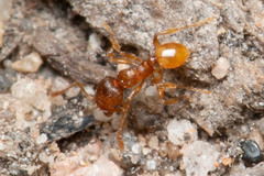 Pheidole rugosula