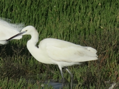 Egretta garzetta garzetta