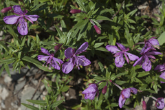 Chamaenerion colchicum