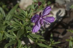 Chamaenerion colchicum