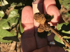 Heteroecus melanoderma