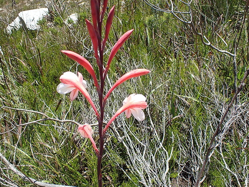 Image of Watsonia fourcadei by no rights reserved