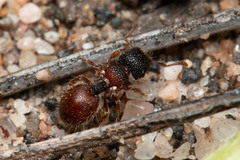 Meranoplus froggatti