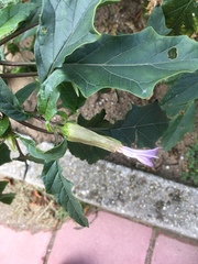 Datura stramonium