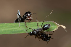 Iridomyrmex suchieri