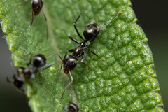 Iridomyrmex suchieri