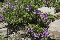 Chamaenerion colchicum