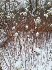 Solidago gigantea