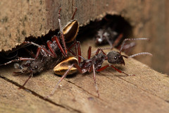 Dolichoderus extensispinus