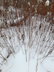 Solidago gigantea
