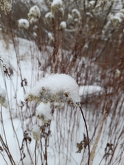 Solidago gigantea