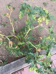 Datura stramonium