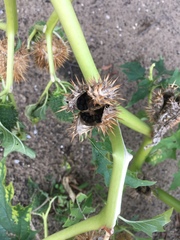 Datura stramonium