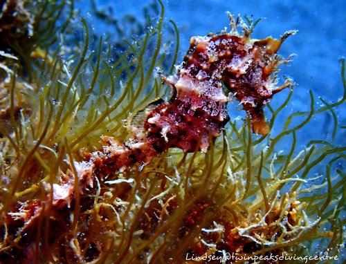 Kortsnuitzeepaardje (Hippocampus hippocampus) — Syngnathidae
