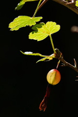 Ribes formosanum