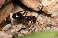 Melophorus hirsutus