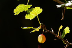 Ribes formosanum