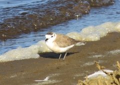 Charadrius marginatus