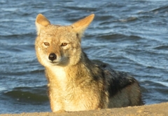 Lupulella mesomelas mesomelas