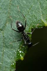 Leptomyrmex burwelli